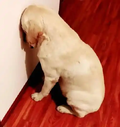 拉布拉多被罚面壁思过,小脑袋顶着墙壁超委屈:宝宝心里苦啊_狗狗_犯错