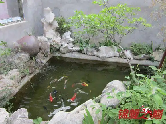 有院子的朋友们不妨建一个这样的鱼池