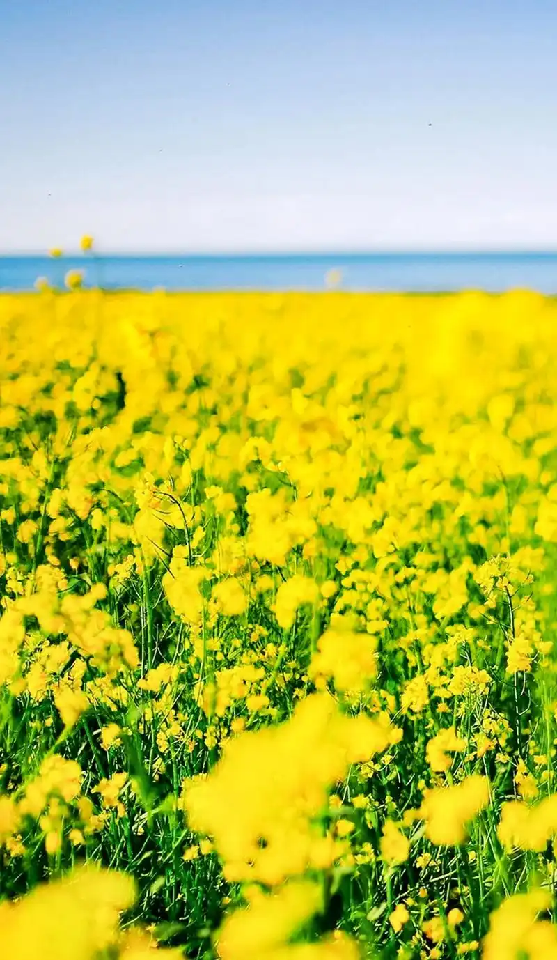广阳岛的油菜花迎来春天