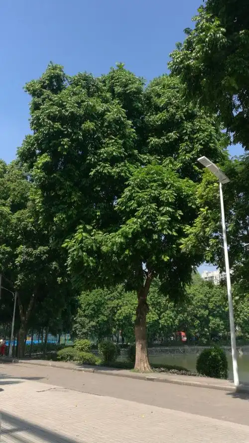 有两个大眼睛,如同人脸面具,大概树木名字即源于这个果核.