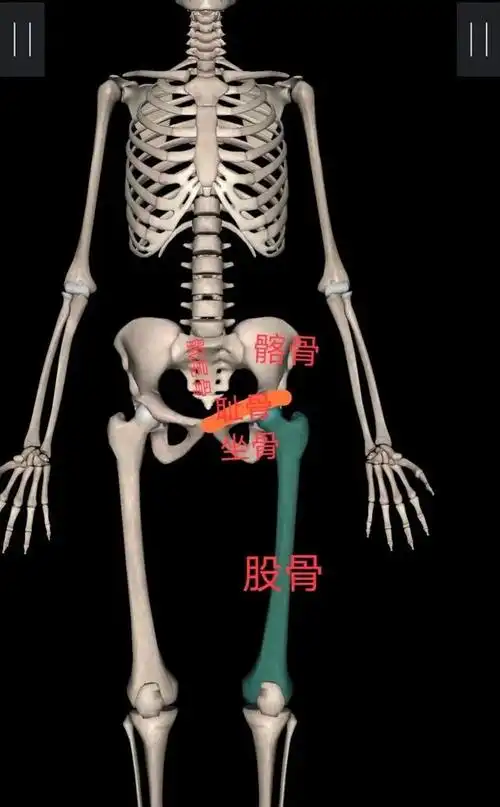 图1 图2给你一个信息: 假胯宽的位置就在股骨头位置.