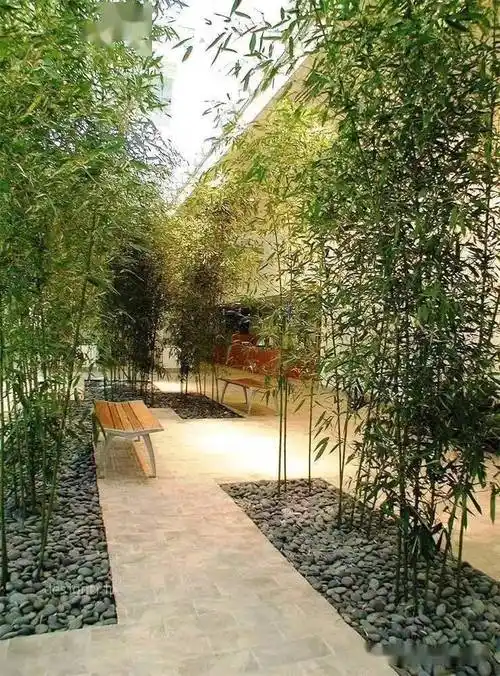 庭院有竹最是禅意