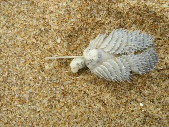 这是什么海洋生物?