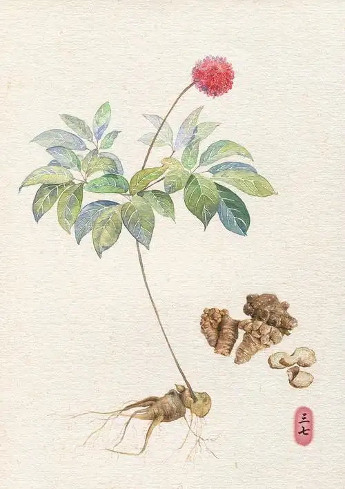 药材|插画|商业插画|懒懒灰兔_原创作品-站酷zcool