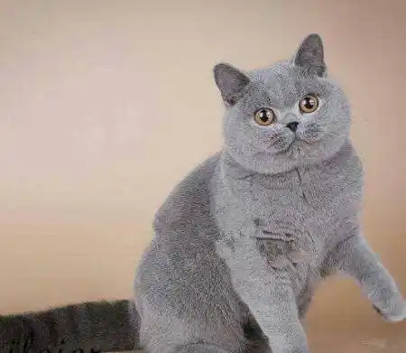 展开全部 英短蓝猫,英国短毛猫中的全灰色.