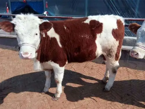 吉林阳光肉牛养殖场欢迎您来选购西门塔尔牛,西门塔尓肉牛,西门塔尓