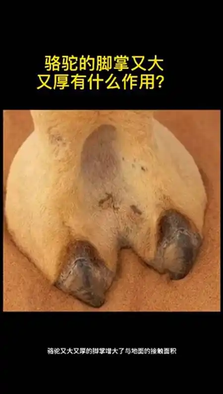 骆驼的脚掌又大又厚有什么用?