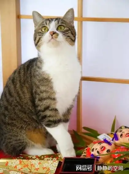 你知道三花猫有多聪明吗