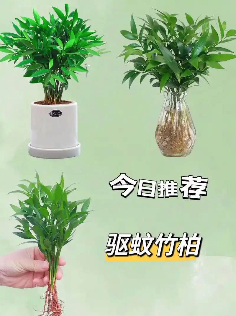 水培驱蚊竹柏 我的室内新宠竹柏来报到啦!它可是水培植物呢!