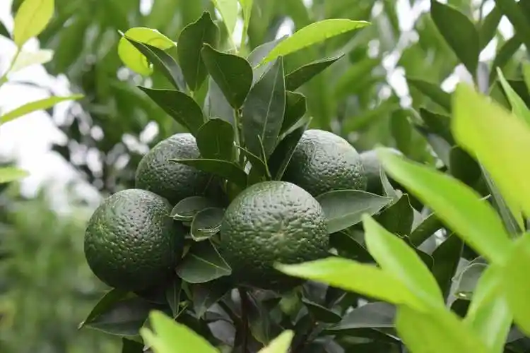 怎样才是好的小青柑?四个必备条件!_工艺_标准化_新会