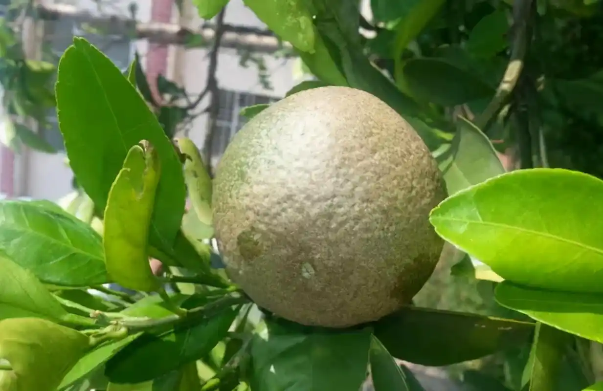 柑橘出现黑皮果子锈壁虱引起的果农如何防治