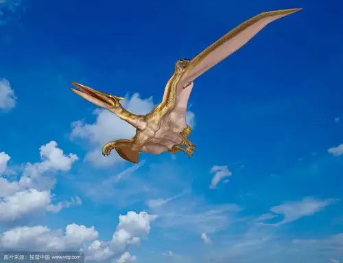 中国发现大规模翼龙及蛋的化石群,引起国内外对翼龙习性的猜想__财经