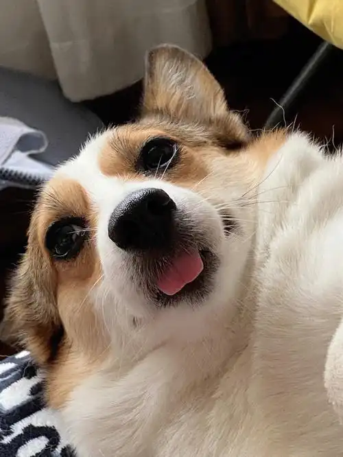 柯基爱吐小舌头