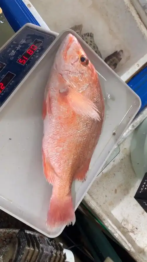 野生红丝鲷新鲜上岸,鱼身切片生烫,头尾做豆腐鱼汤!979797