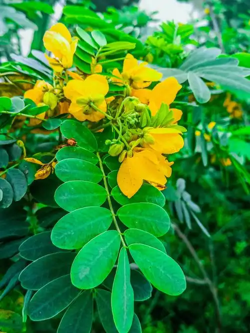 黄槐决明,明媚之花