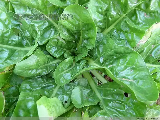 这是一种什么叶子菜?