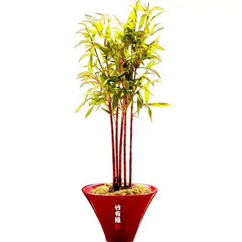 红竹红运竹红寒竹红色竹子庭院阳台室内绿植绿植