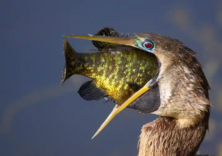 盘点动物界里的大胃王大口吞咽猎物场面震撼
