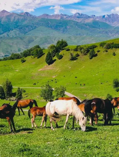 那拉提草原是世界四大高山河谷草原之一,山坡上是森林,山顶和山脚是