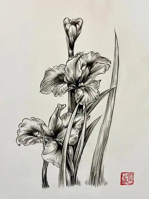 鸢尾花速写练习