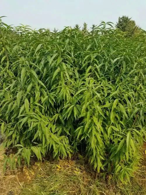 夏红脆桃苗新品种价格