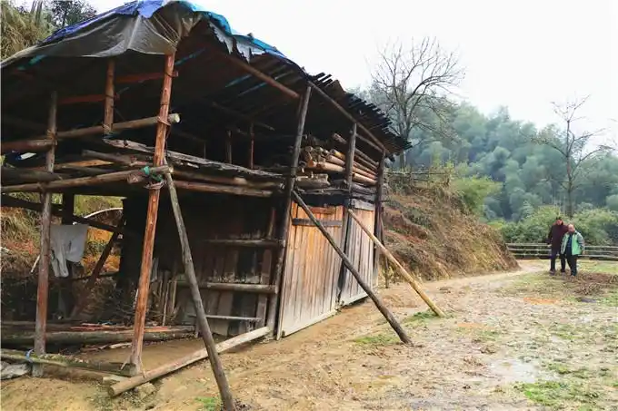 "树坝子以前独自住在半山腰的小木棚,我们去走访,他一听到我们声音