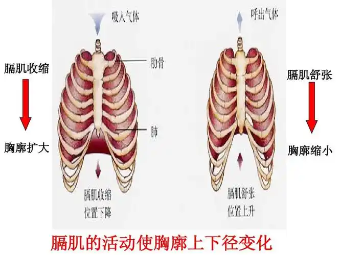 膈肌收缩 膈肌舒张 胸廓扩大 胸廓缩小 膈肌的活动使胸廓上下径变化