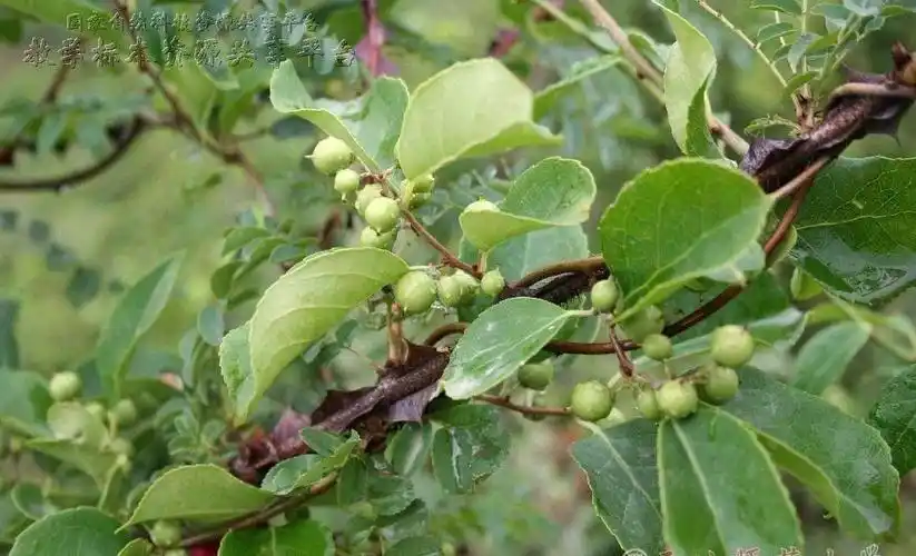 各位大神请问这种中药材叫什么名字?