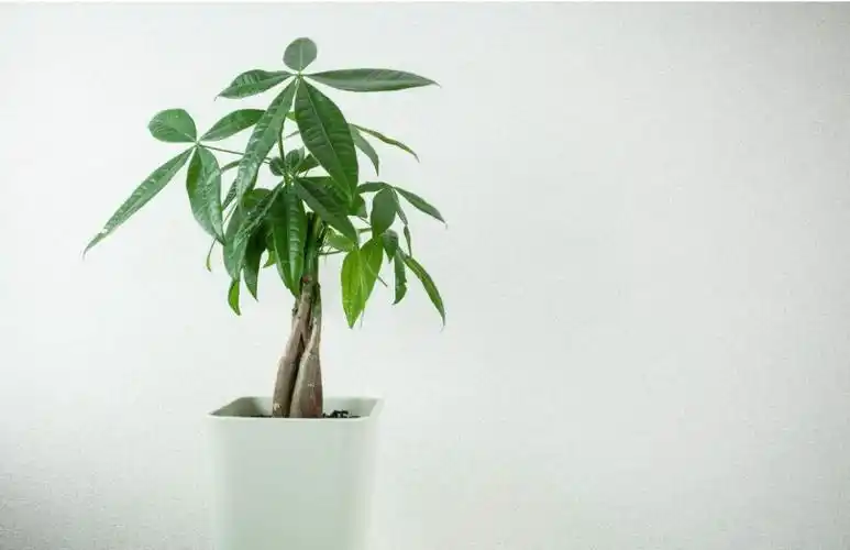 家里发财树黄了?这几招就搞定,以后再也不怕它发黄了!