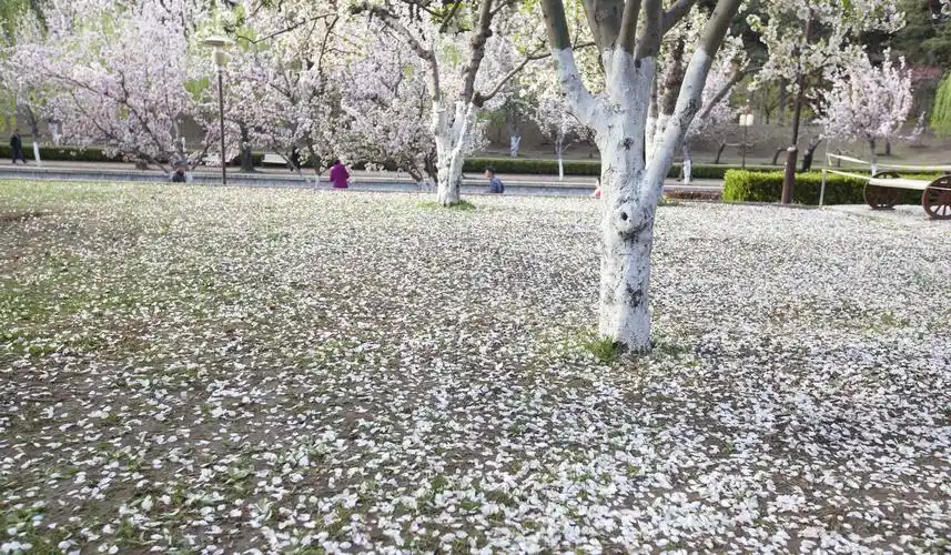 风雨后落花满地.