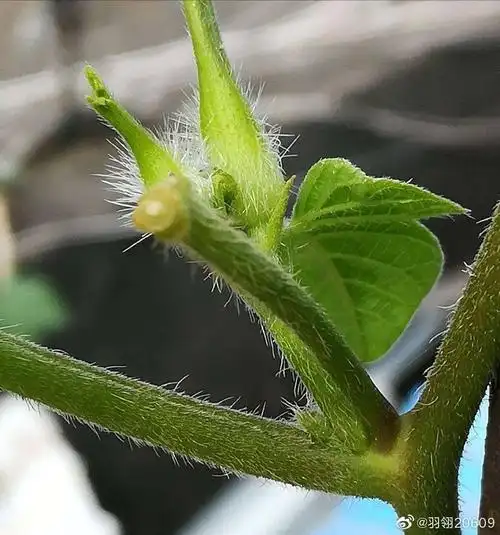 杂草丛生中的牵牛花顽强的发芽了.