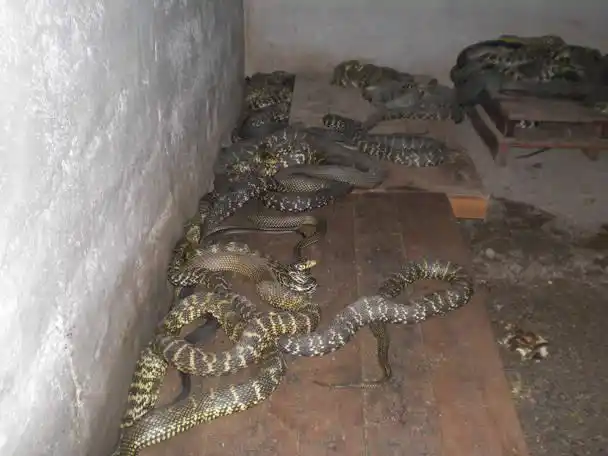 养蛇技术 怎样建养蛇场?根据预定的养蛇模式来建造!