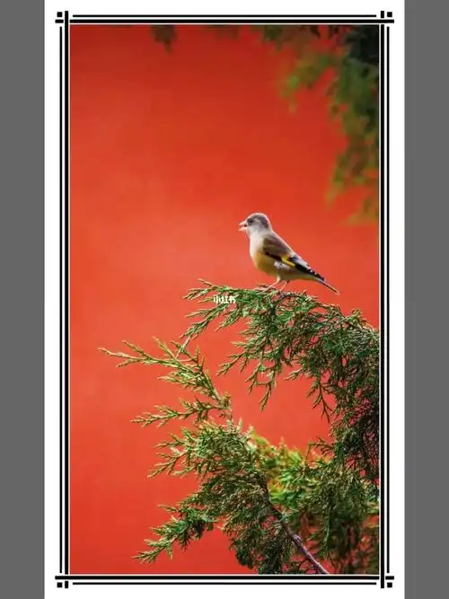 153画眉鸟宋欧阳修