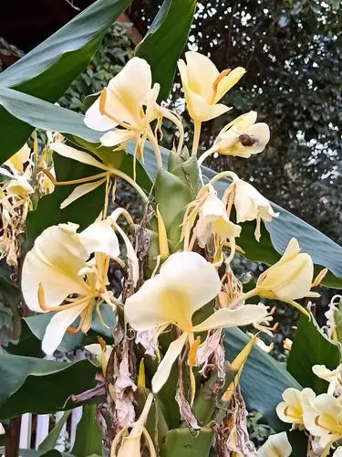 花卉观赏 黄姜花 顺口溜四首