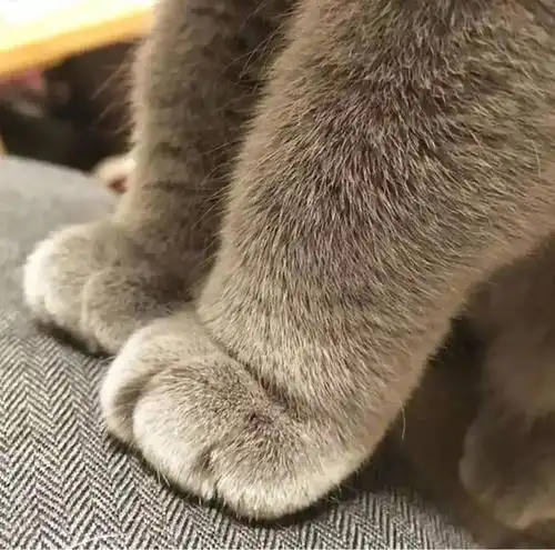 随着猫咪越来越受欢迎而猫咪的小爪子起到很点睛的一笔从头到脚几乎