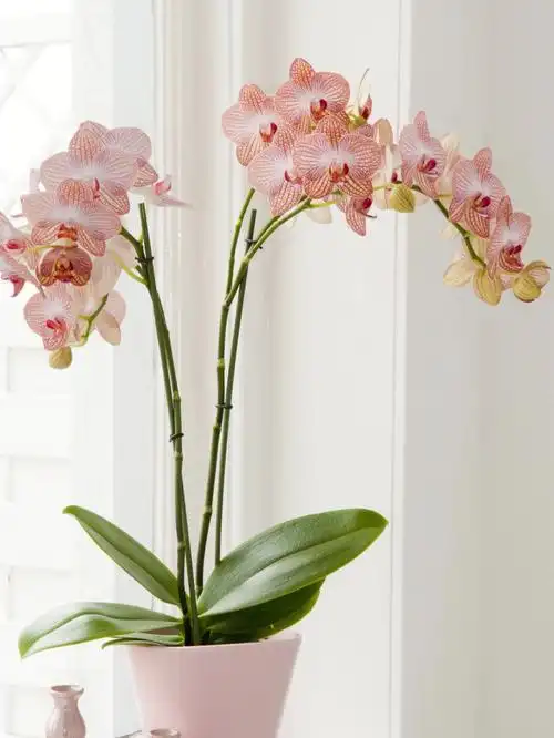 蝴蝶兰的养护管理