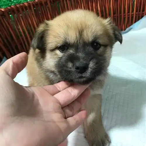 中华田园犬活体土狗家狗幼犬茶杯犬宠物狗活体小型犬串串幼崽活物