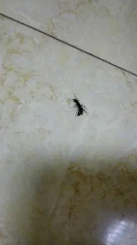 这种长翅膀的像蚂蚁一样的生物是什么