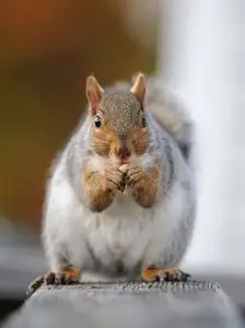 松鼠吃种子图片