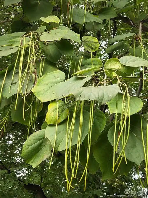 豇豆丰收了吗?这是梓树结的豆荚.