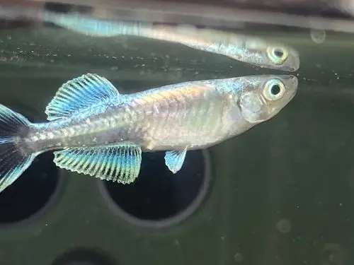 观背青鳉手机拍摄技巧第一课 光系