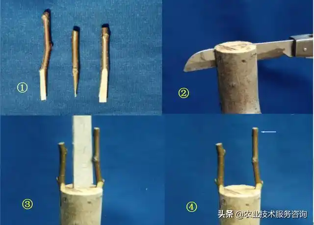 手把手教你果树嫁接劈接技术要点及图示