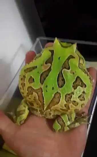 成品绿蝴蝶角蛙