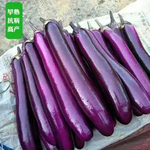 茄子苗包邮盆栽价格