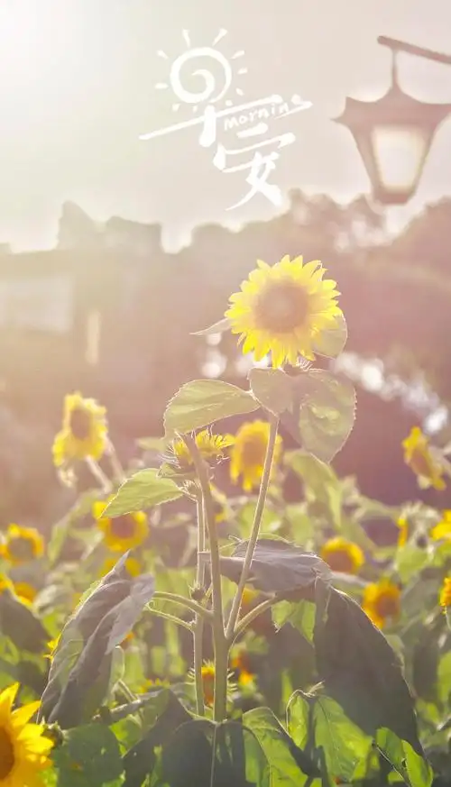 早安清晨向日葵