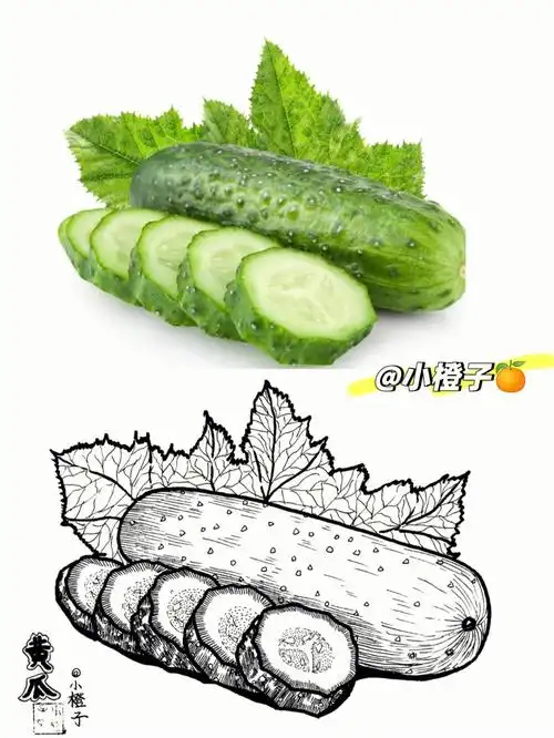 黄瓜写生黄瓜线描黑白线描画创意线描