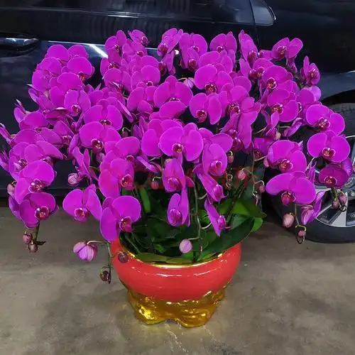 【送货上门】蝴蝶兰盆栽四季花卉盆景植物带花室内兰花送长辈领导全国