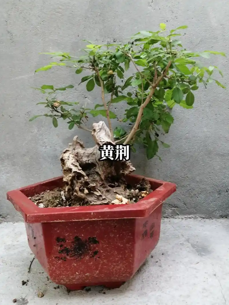 黄荆#盆景素材  - 抖音
