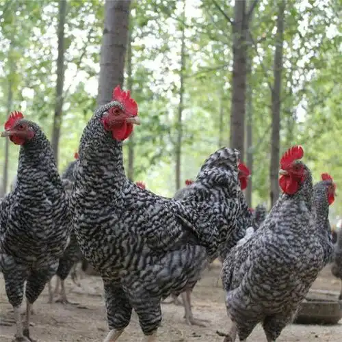 江西芦花鸡市场价格,厂家免费,全国配送