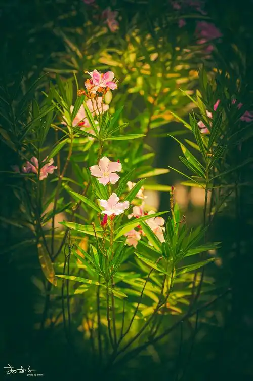 花卉夹竹桃欧洲夹竹桃